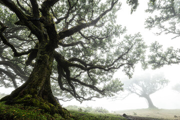 Fanal / Fanal forest / Misty forest / Lorbeerwald / Märchenwald / Madeira