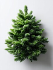Small, lush evergreen tree rests against a bright, minimalist background