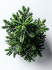 Overhead view captures dense green foliage of a young coniferous plant against a light background.