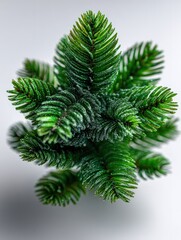 Evergreen branch tips feature tiny droplets against a bright white background