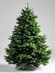 Full, dense green coniferous evergreen stands isolated against a light gray backdrop