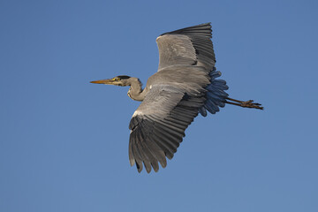 Un héron cendré en vol