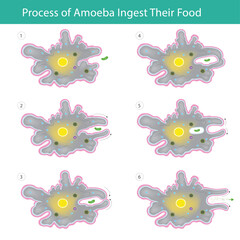 This diagram illustrates the six-step process of an Amoeba ingesting food via phagocytosis.