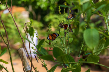 There are Colorful and Beautiful Butterflies that Fly Gracefully Amidst the Greenery