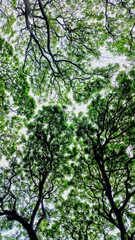 Fototapeta premium Tree canopy with dense green foliage and branching patterns
