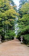 Obraz premium Tree‑lined pathway in a tranquil garden setting