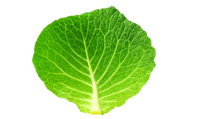 fresh green cabbage