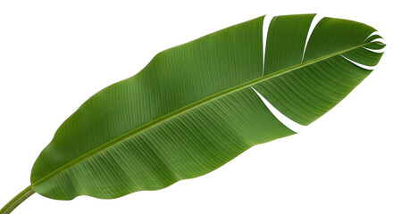 Fototapeta premium Vibrant Green Banana Leaf Isolated On Black Background