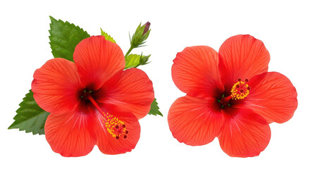 Vibrant Red Hibiscus Flowers Isolated On Black Background