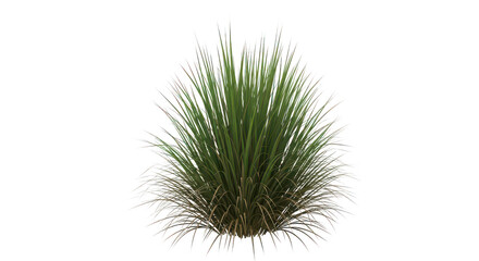 Fototapeta premium Green Ornamental Grass Bush Isolated On Black Background