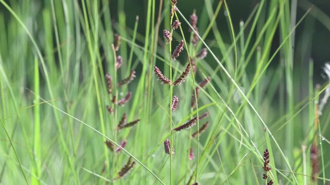 Echinochloa colona grass. Its common name&nbsp;jungle rice,&nbsp;wild rice,&nbsp;deccan grass,&nbsp;jharua grass and&nbsp;awnless barnyard grass. It&nbsp;is a type of wild grass originating from tropical Asia.