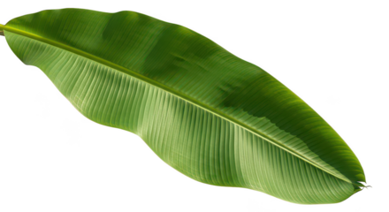 Vibrant Green Banana Leaf Isolated On Black Background
