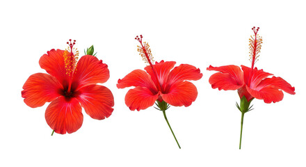 Three Vibrant Red Hibiscus Flowers Isolated On Black