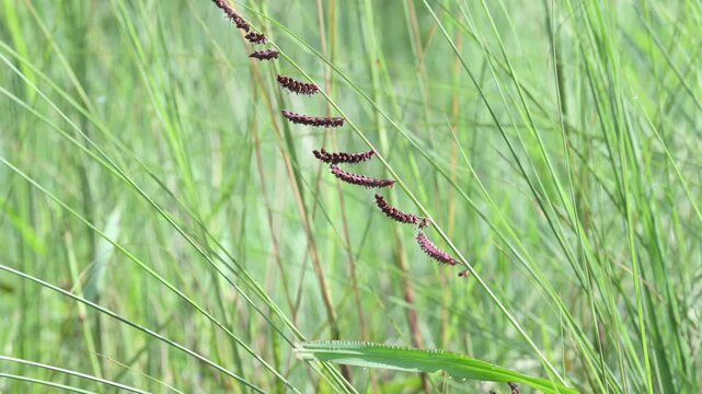 Echinochloa colona grass. Its common name&nbsp;jungle rice,&nbsp;wild rice,&nbsp;deccan grass,&nbsp;jharua grass and&nbsp;awnless barnyard grass. It&nbsp;is a type of wild grass originating from tropical Asia.