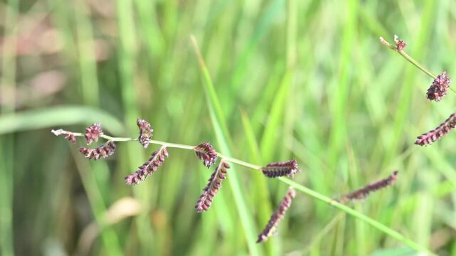 Echinochloa colona grass. Its common name&nbsp;jungle rice,&nbsp;wild rice,&nbsp;deccan grass,&nbsp;jharua grass and&nbsp;awnless barnyard grass. It&nbsp;is a type of wild grass originating from tropical Asia.