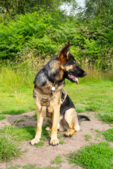 Beautiful young German Shepherd dog wearing a training harness sits outdoors in English countryside during obedience training to ensure it behaves in a safe manner .