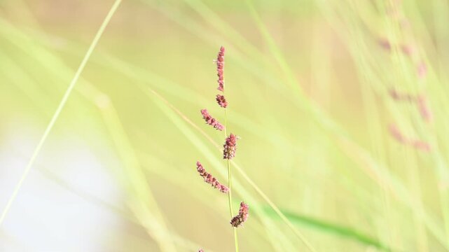 Echinochloa colona grass. Its common name&nbsp;jungle rice,&nbsp;wild rice,&nbsp;deccan grass,&nbsp;jharua grass and&nbsp;awnless barnyard grass. It&nbsp;is a type of wild grass originating from tropical Asia.