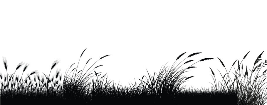 Black silhouette of tall wild grass and reeds against a bright white sky