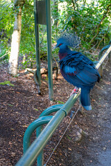 Zoo Exotic Bird 3