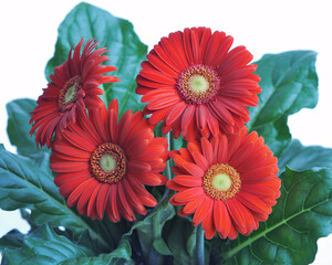 Vibrant red Gerber daisies in full bloom, a stunning floral arrangement for modern design projects or gifting
