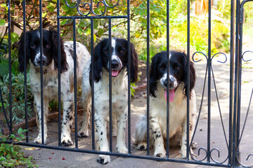 Let us out, three pretty spaniel dogs sit behind the garden gate waiting patiently to be allowed out for a walk, or waiting for their owner to come home.