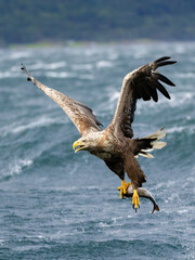 White-tailed eagle / Seeadler (Haliaeetus albicilla)