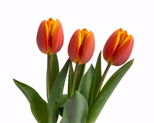 Vibrant red and yellow tulips blooming, perfect for elegant spring designs, conveying joy and freshness