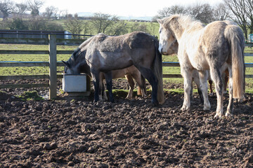 Mud bath, horses queue to get a drink from a water though on a winters day, walking and standing in deep mud risking getting hoof problems from having wet dirty feet.