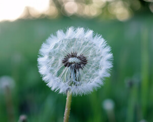 Delicate dandelion seed head captures soft golden light in a serene meadow, evoking wishes and nature's gentle beauty.