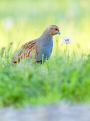 Obraz premium Grey partridge / Rebhuhn (Perdix perdix)