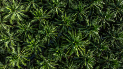 Aerial top view of coconut trees field plantation, Tropical plant coconut palm tree, Coconuts tree plantation.