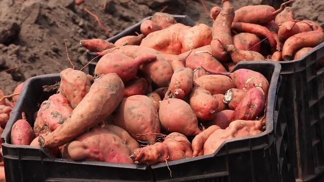 SWEET POTATO FARM, ANGOLA