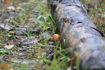 Obraz premium An aspen mushroom grows under a fallen tree on a summer day