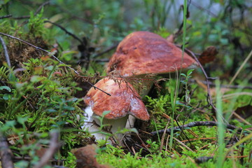 porcini mushroom in a summer forest