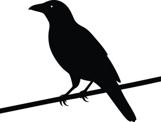 crow on a white background