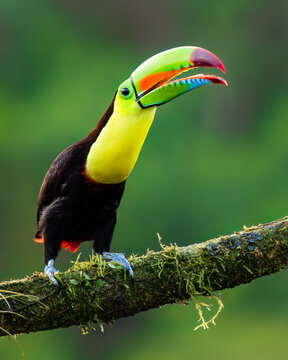 Keel-billed toucan / Fischertukan (Ramphastos sulfuratus)