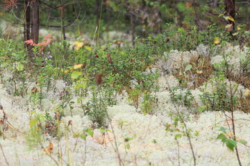 White moss and lingonberry bushes with berries in a summer forest