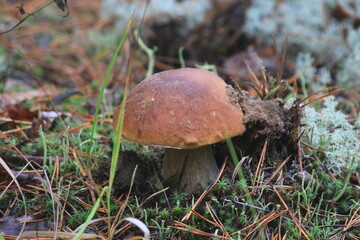 porcini mushroom in a summer forest