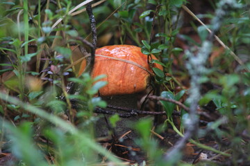 aspen mushroom in a summer forest