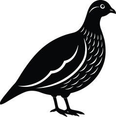 dove isolated on white