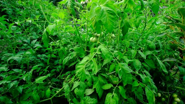 Slowly moving camera toward unripe or green big boy or steak tomatoes hanging on vines while growing plants in cages in organic garden