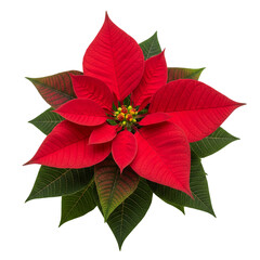 Red poinsettia isolated on white or transparent background
