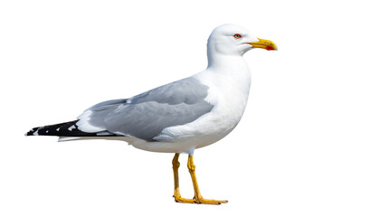 Obraz premium Side View of a Standing Seagull with Sharp Details, Isolated on White Background PNG