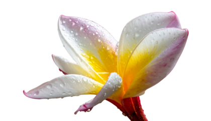 Side View of Single Frangipani Flower with Curved Petals and Dew Drops, Isolated on Transparent Background png