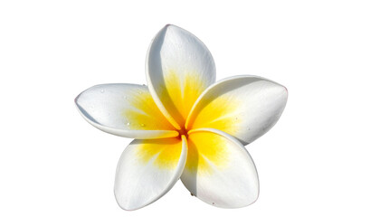Naklejka premium Side View of Single Frangipani Flower with Curved Petals and Dew Drops