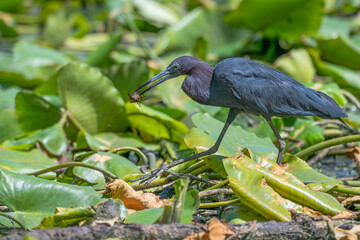 Little blue heron walks across lily pads with a crawfish in its beak.