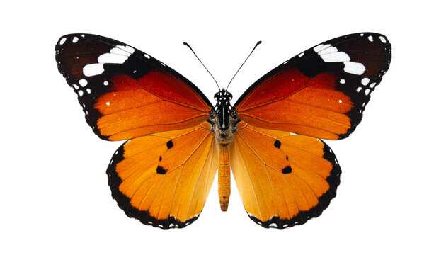 Tawny Coster Butterfly (Acraea violae) with Semi-Transparent Orange Wings and Black Markings