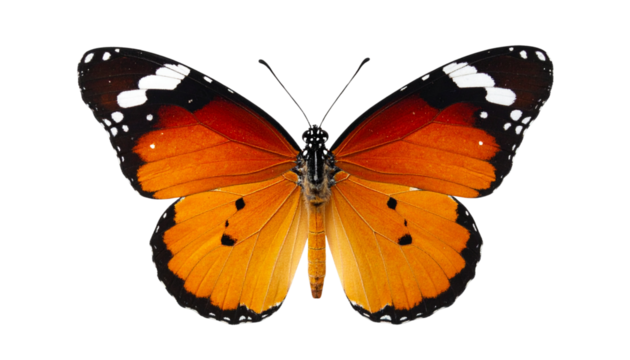 Tawny Coster Butterfly (Acraea violae) with Semi-Transparent Orange Wings and Black Markings - Powered by Adobe