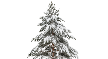 Snow covered pine tree in winter isolated PNG with Transparent Background