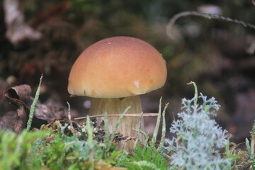 porcini mushroom in a summer forest